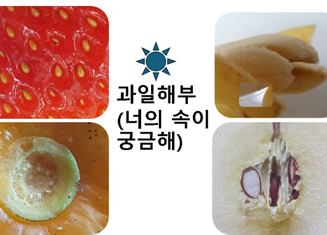 과일해부(너의 속이 궁금해)