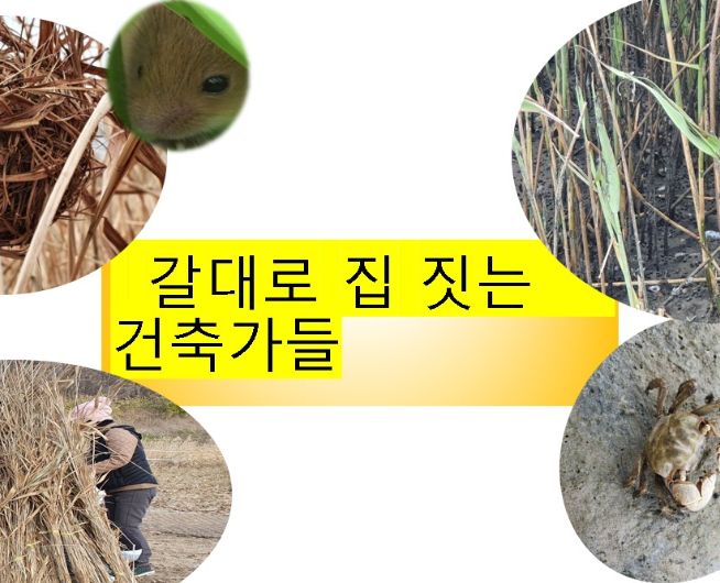 갈대로 집 짓는 건축가
