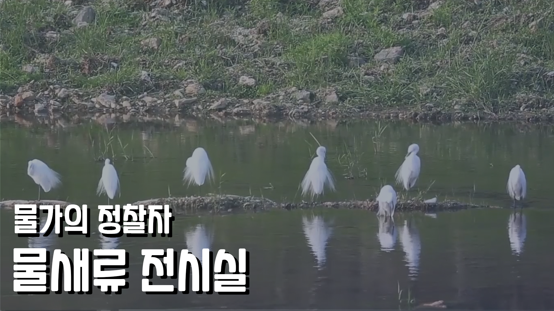 전시관 해설 영상_해양자연사 박물관